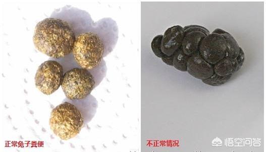 幼年宠物兔拉肚子:宠物兔出现腹泻就一定会死吗？
