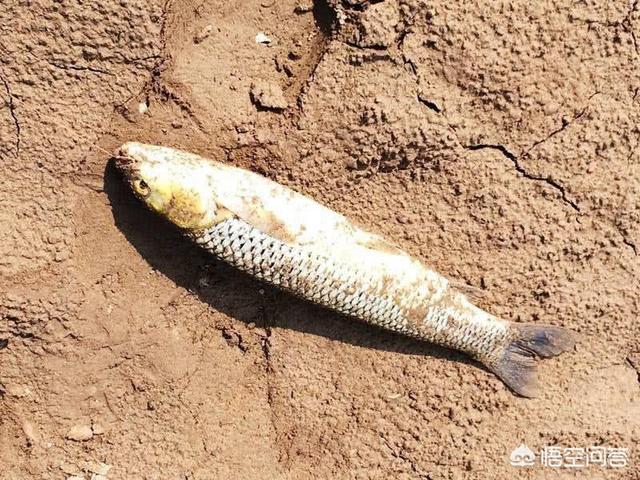 霓虹灯鱼突然死亡:玻璃缸养鱼为什么经常死？
