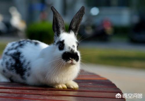 兔子眼睛有白色粘液，兔子眼睛分泌白色粘液，兔子眼睛成白色的粘液什么情况？