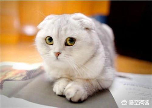 折耳猫图片:折耳猫图片多少钱一只 折耳猫疱疹病毒能活多少天？折耳猫得疱疹病毒还能活吗？