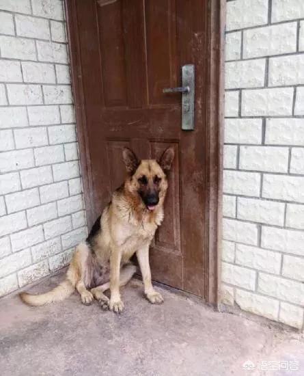 法兰德斯牧牛犬造句:在汪届，寿命很短的有哪几种狗狗？拉布拉多也在榜上吗？