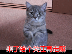 怎么训练狗把你当主人:狗会认狗或其他动物（除人以外）当主人吗？