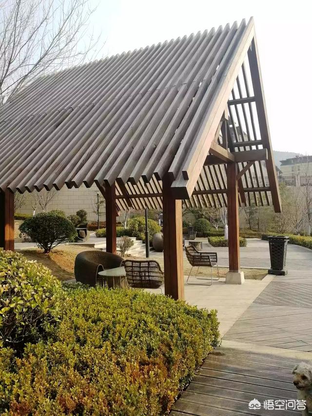 博来恩和海乐妙能同时使用吗:家里猫下小猫家里很多跳蚤，杀了又有，杀了又有，咋办？