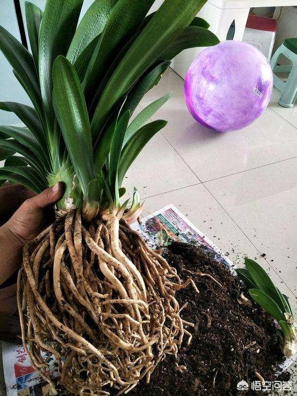52君子兰网:室内君子兰竟然一年开花3，4次，叶厚根壮，怎么做到？
