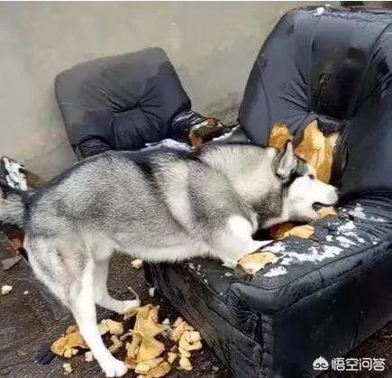 河北藏獒在线:养河北细犬的注意事项是哪些？