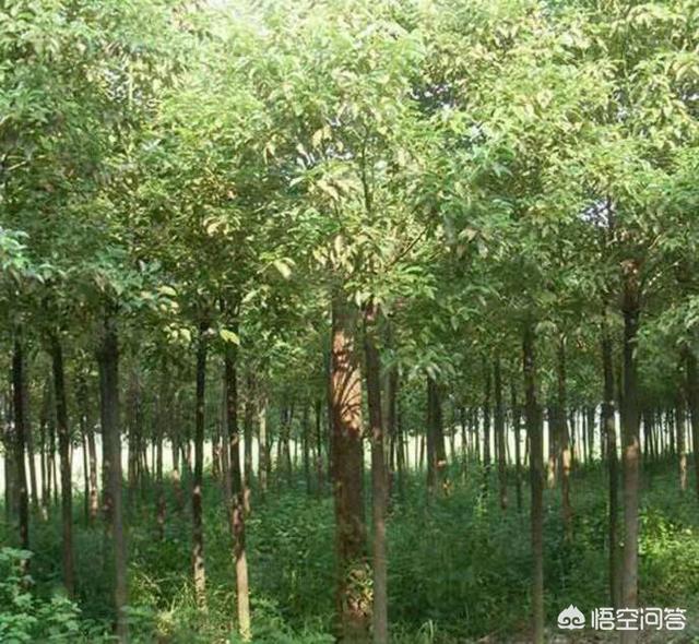 香樟树的特点:香樟树在山东可以种植吗，注意什么？