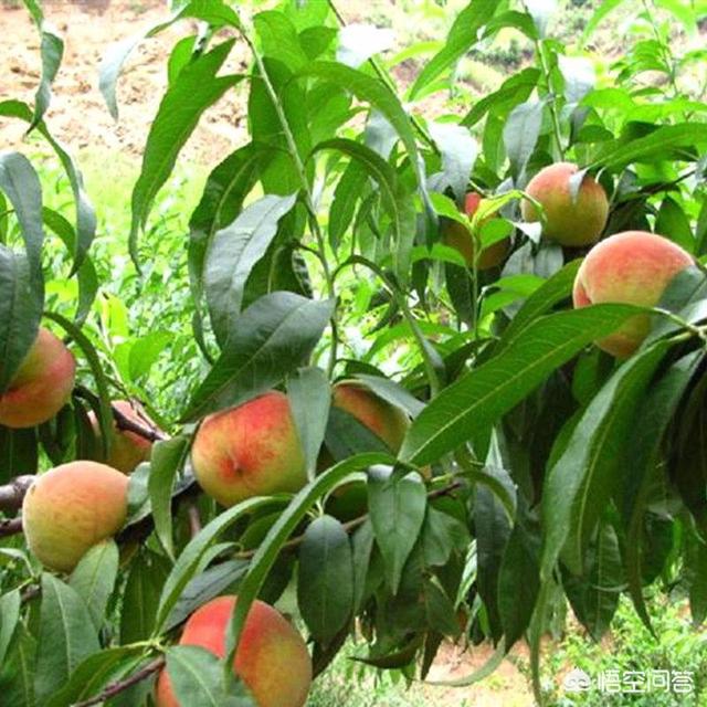 爱博欣红乳葡萄:新乡地区种植哪种葡萄最好？