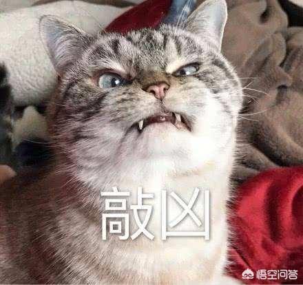 猫咪脾气不好怎么办:家里两只猫天天打架怎么办啊？