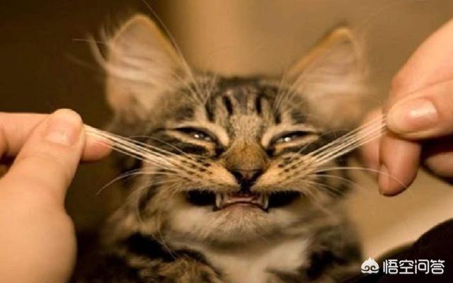 猫咪脾气不好怎么办:家里两只猫天天打架怎么办啊？