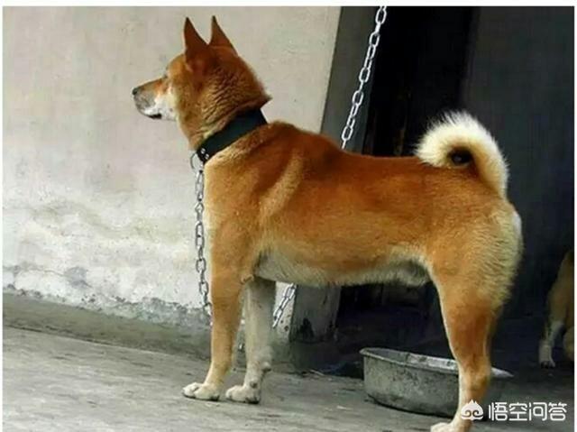 东北猎犬图片大全集:中国什么样的狗适合狩猎？