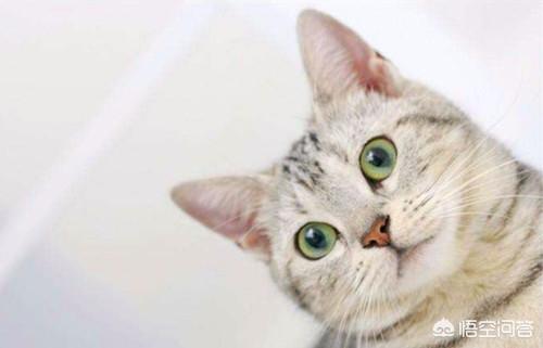小猫一直打喷嚏其他都好:小猫咪偶尔打喷嚏正常吗？