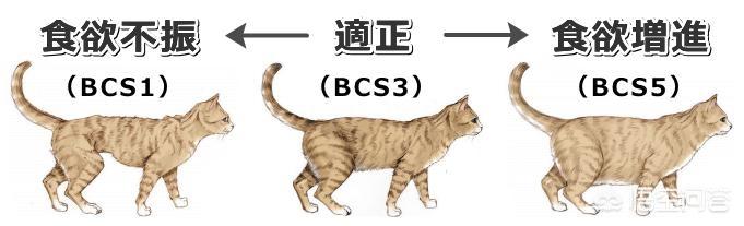 异国短毛猫肠胃弱:异短吃什么会变重，异短吃什么补充营养？