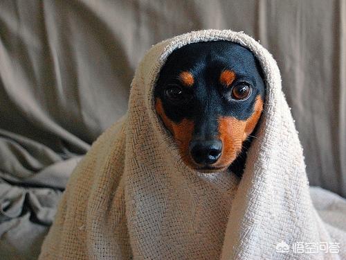 小鹿犬图片:小鹿犬幼犬拉屎有点稀怎么回事呢？