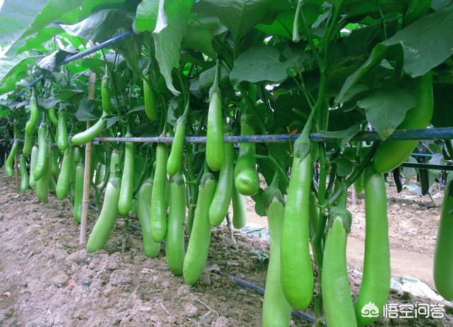 茄子怎么种植才能高产 头条问答
