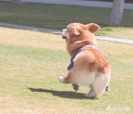 法国斗牛犬母很难养吗:养公狗与养母狗的区别在哪里？