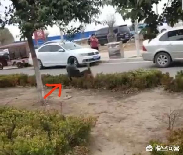 滦县救狗事件:高速拦车救狗，拦车者负什么法律责任？