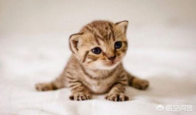 土耳其梵猫:土耳其梵猫换粮拉稀屎正常吗？猫咪拉稀屎吃什么好？