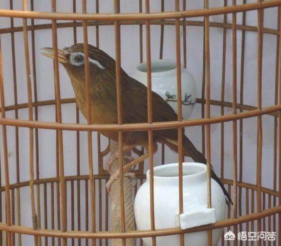 怎样饲养画眉鸟的:日常饲养画眉鸟如何了解身体状况？