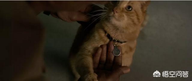 缅因猫兽到底是什么:《惊奇队长》中的那只猫咪是什么来头？