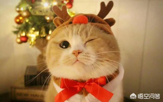 为什么晚上睡觉时猫咪总喜欢靠近自己的头，而且咕噜声还很大？插图61