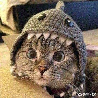为什么晚上睡觉时猫咪总喜欢靠近自己的头，而且咕噜声还很大？插图63