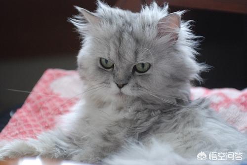 金吉拉猫图片:金吉拉毛少吃什么变多，金吉拉吃什么容易长毛？