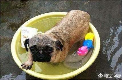 新都巴哥犬吧:饲养巴哥犬有什么禁忌吗？