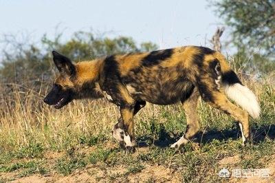 高加索犬打得过非洲野狗吗？