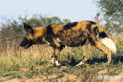 高加索犬吧:高加索犬打得过非洲野狗吗？ 高加索犬吧 百度贴吧