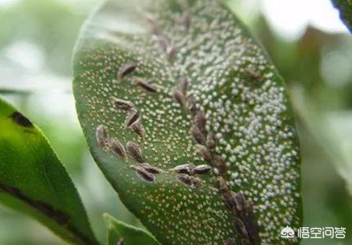 介壳虫 洗衣粉:每年防治蚧壳虫的最佳时间是什么？