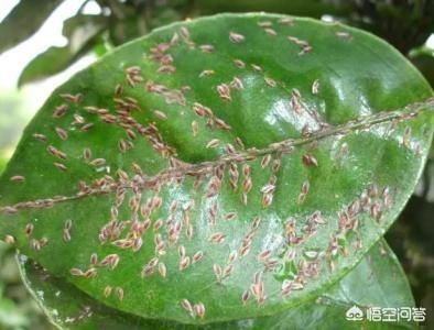 介壳虫 洗衣粉:每年防治蚧壳虫的最佳时间是什么？