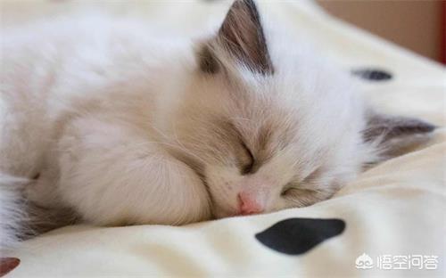 爪哇猫感冒发烧怎么办:布偶猫感冒了能好吗，猫咪感冒怎么办？布偶猫感冒会传染吗？