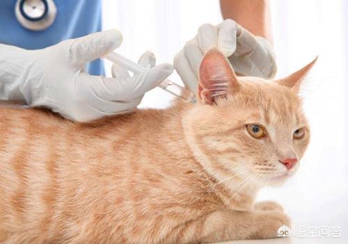 爪哇猫感冒发烧怎么办:布偶猫感冒了能好吗，猫咪感冒怎么办？布偶猫感冒会传染吗？