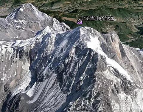 高山金翅雀图片:鸟最高能飞多少米？哪种鸟类飞的最高？