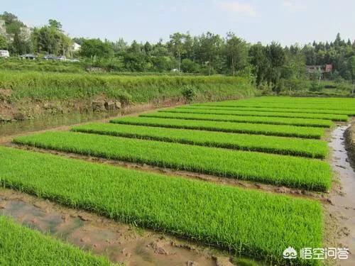 水稻的软盘育秧技术有哪些？如何才能掌握好水稻的软盘育秧技术？