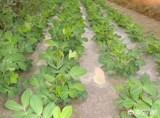 野菊花生蚜虫怎么防治:如何种植花生才能高产。花生黄化症应该采取什么有效的防治措施？