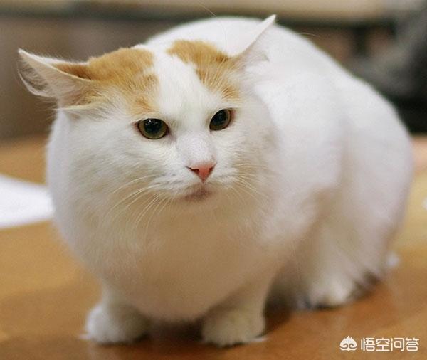 微信土耳其梵猫表情包:有没有猫咪表情包值得分享？ 土耳其梵猫动图表情包