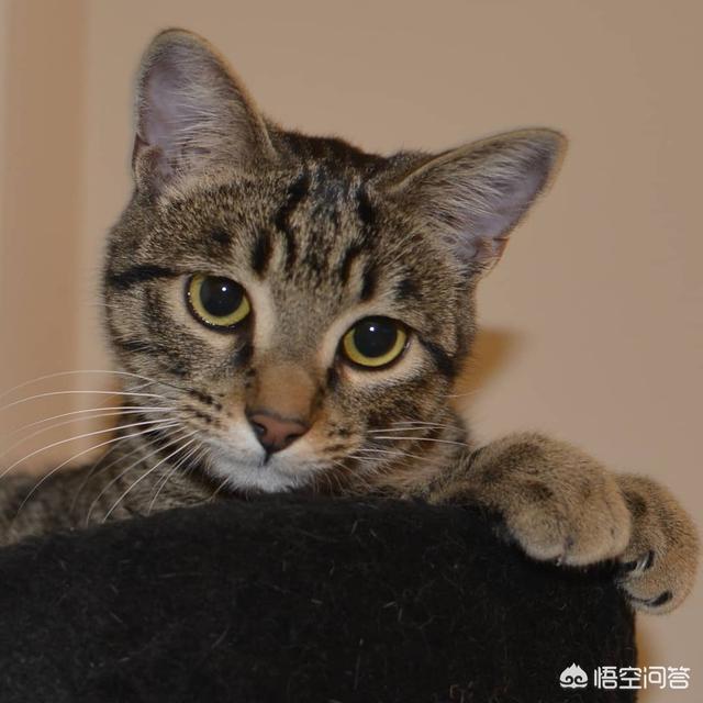 凌采的主食罐头怎么样:猫是喂主食罐好，还是喂干粮好？