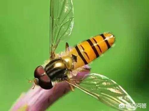 为了生态环保，少用农药，农民养殖赤眼蜂有前景没有