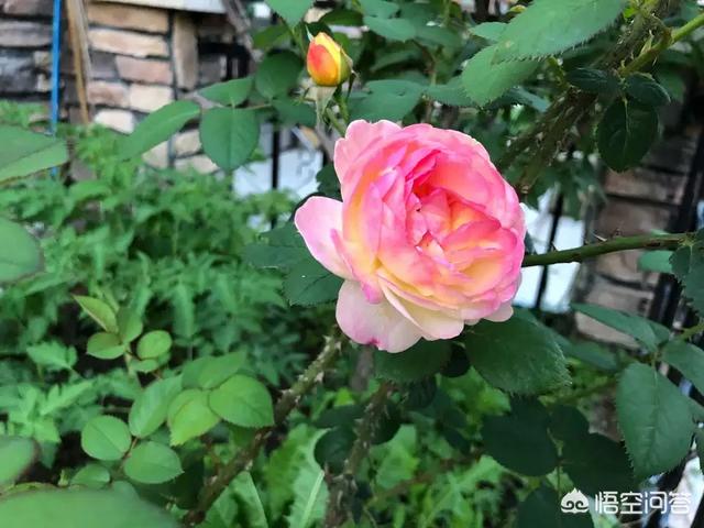 月季花栽培:牡丹、月季花的种植方法是什么？