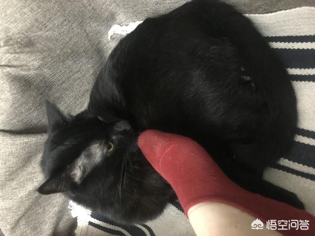 小萌猫红小胖:你家的宠物都是怎么来的呢？