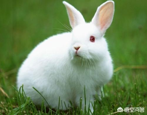 耳螨传染人吗，兔子耳螨会传染人吗，兔子长耳螨用什么药