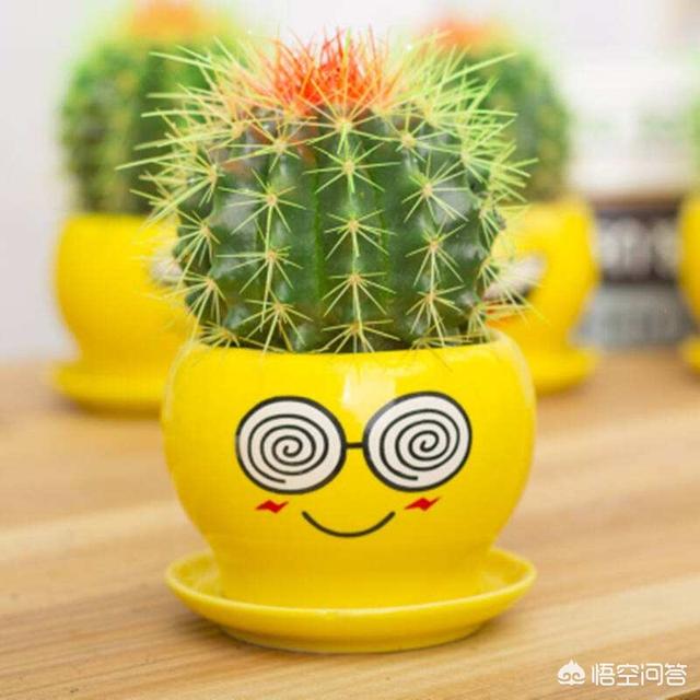 金琥仙人球价格表:刚换土的金虎仙人球能浇水吗？