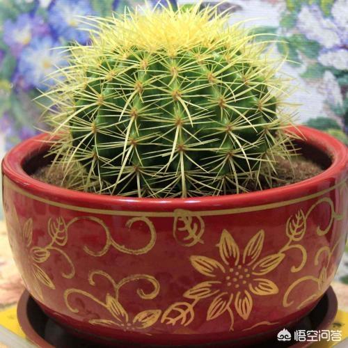金琥仙人球价格表:刚换土的金虎仙人球能浇水吗？