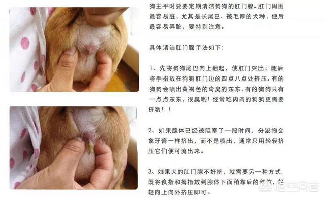 金毛体臭:养狗狗的房间怎么去除异味？
