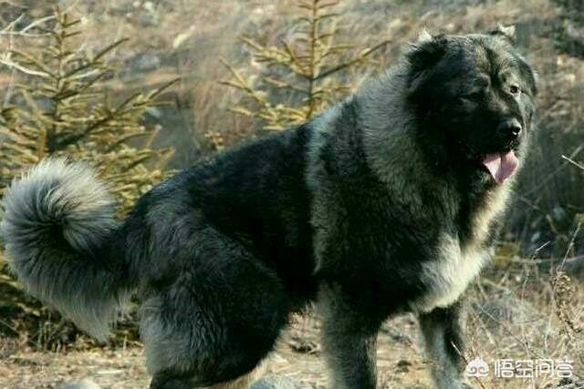 马士提夫獒犬比特犬:世界上的四大金刚猛犬是哪四种狗？为什么？