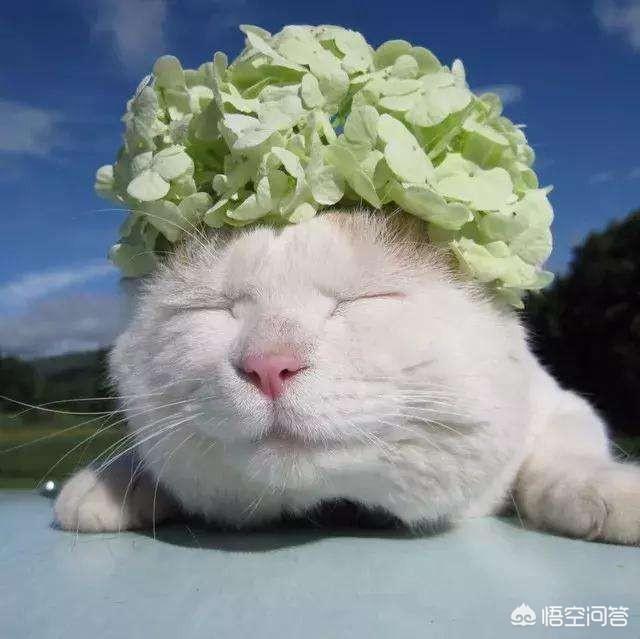 猫爪热是什么:猫爪热是什么病 近段时间猫爪杯为什么会卖的这么火呢？究竟有什么特殊之处呢？