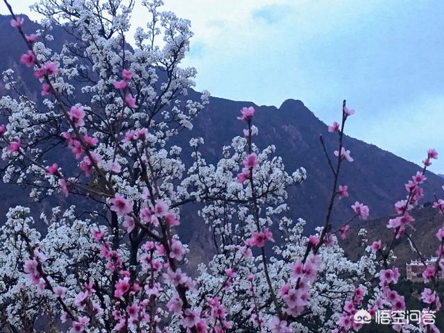 藏獒情缘雨婷洛桑格桑:假如可以放假一个月，那么你最想去旅游的地方是哪里？