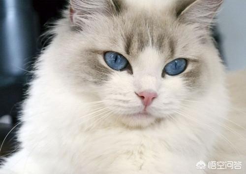 布偶猫图片:布偶猫精神好，就是有拉稀的情况该怎么办？