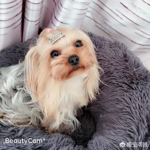 宠物狗的种类和特点:现在的宠物狗都有哪些共同点？